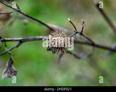 Trockene Klettendornen auf den Büschen, im Herbst Stockfoto