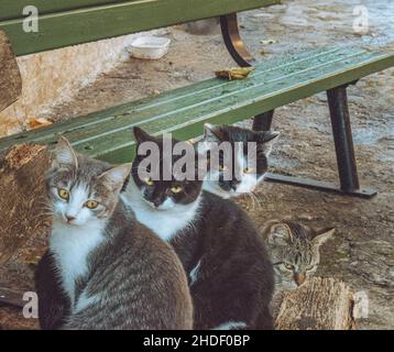 Katzen zusammen in Nafplio, Griechenland Stockfoto