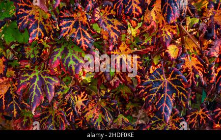 Farbenfrohe rote, grüne und gelbe Traubenblätter, Herbstmuster im Weinberg Stockfoto