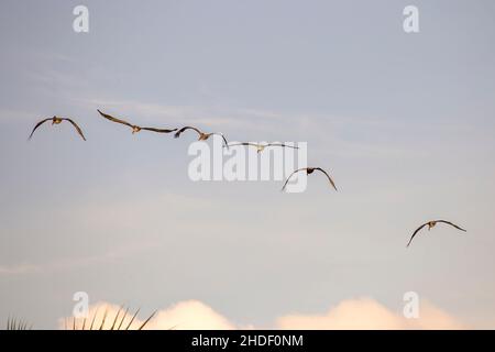 Sechs Pelikane gleiten über einen Strand in der Nähe der Stadt Cartagena im Zentrum Kolumbiens. Stockfoto