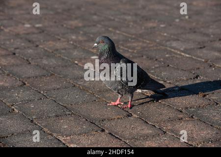 Eine Haustaube Columba livia domestica, die auf einem Steinboden herumläuft Stockfoto