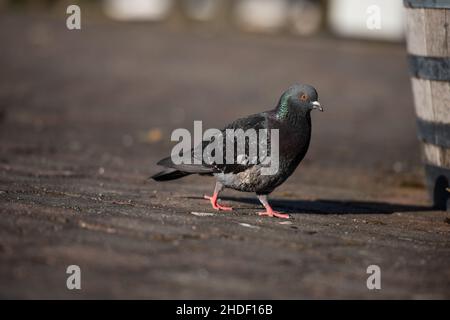 Eine Haustaube Columba livia domestica, die auf einem Steinboden herumläuft Stockfoto