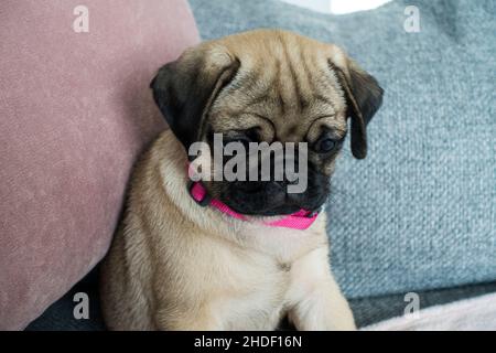 Fawn Gefärbter Pug Dog, Stockfoto