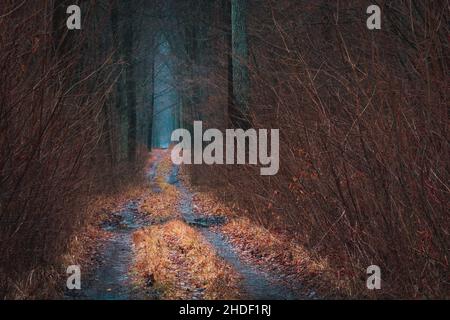 Der Weg in den dunklen Herbstwald Stockfoto