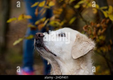 Ein Porträt einer hübschen weiblichen goldenen Retriever in der Natur. Stockfoto