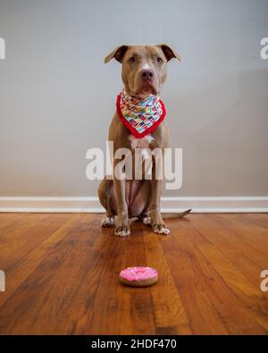 Vertikale Nahaufnahme des amerikanischen Pit Bull Terrier, der mit einem Donut auf dem Boden sitzt. Stockfoto
