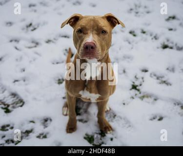 Nahaufnahme des amerikanischen Pit Bull Terrier. Stockfoto