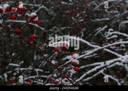Hagebuttenzweige mit roten Beeren bedeckt mit Schnee. Stockfoto