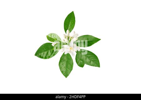 Orangenbaumbaum mit weißen Blüten, Knospen und Blättern und Wassertropfen isoliert auf Weiß. Neroli blühen. Zitrusblüte. Stockfoto