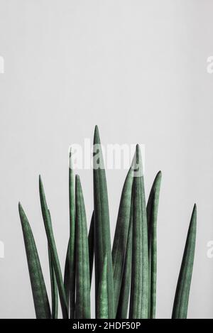 Grün, Sanseviera, Dracena Stockfoto