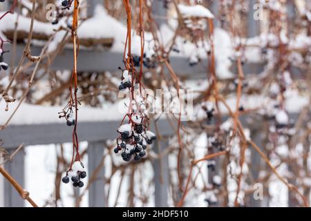 Beeren unter dem Schnee. Wilde Trauben im Winter. Stockfoto