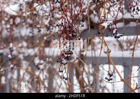 Beeren unter dem Schnee. Wilde Trauben im Winter. Stockfoto