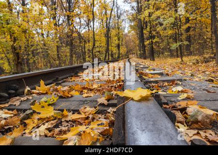 Nahaufnahme der Eisenbahnlinie mit leuchtend gelben Blättern auf Stahlgleise im Herbstwald. Bunte Kinder Südbahn in Charkiw, Reise Ukraine Stockfoto