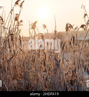 Winter, Frost, Schilfgras, Winter, Frost Stockfoto