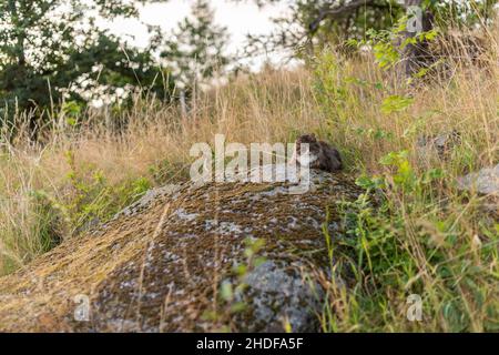 Weiße, braune und schwarze langhaarige Katze, die auf einem warmen Stein ruht Stockfoto