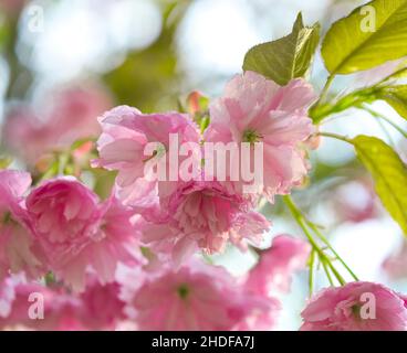 Mandelblüte, Mandelblüten Stockfoto