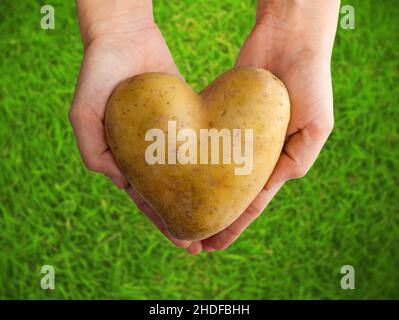 Ökologie, Ernte, Kartoffel, Anbau, Ökologien, Ernten, rohe Kartoffeln, Nebengebäude Stockfoto