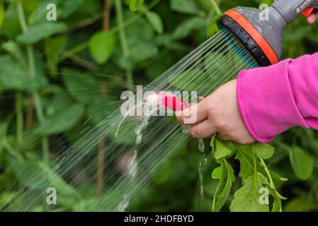 Spülen von Erde von einem frisch gepflückten Rettich Stockfoto