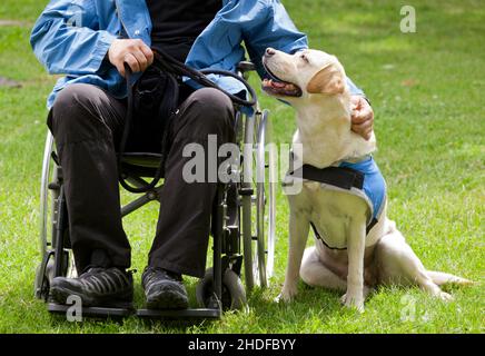 Streicheleinheiten, Rollstuhl, Begleithund, Rollstühle, Begleithunde Stockfoto