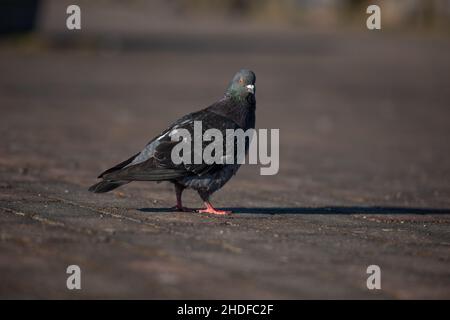 Eine Haustaube Columba livia domestica, die auf einem Steinboden herumläuft Stockfoto