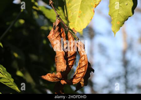 Robusta-Kaffeepflanze mit Sonneneinstrahlung auf den frischen und trockenen Blättern Stockfoto