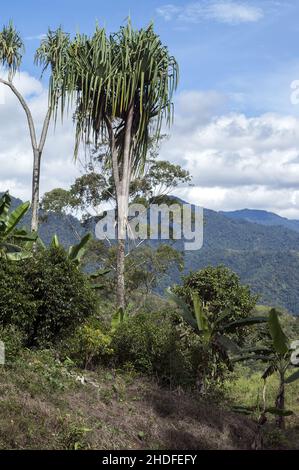 Papua-Neuguinea; Östliches Hochland; Goroka; Namta (Mefenga); Typische Berglandschaft in Zentral-Papua; Typische Berglandschaft in Zentral-Papua Stockfoto