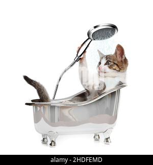 Katze, Badewanne, Katzen, Badewanne, Badewannen Stockfoto