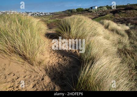 Abendlicht über Marram Grass; Ammophila arenaria wächst auf dem empfindlichen Sanddünensystem bei Rushy Green am Crantock Beach in Newquay in Co Stockfoto