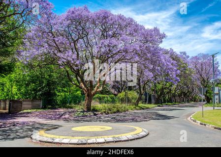 Schöne Aussicht auf Jacaranda Bäume in voller Blüte Stockfoto