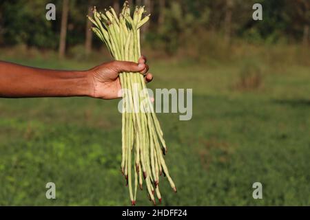 Bundle Yard Long Bean, auch bekannt als Schlangenbohnen, die auf einem natürlichen Hintergrund in der Hand gehalten werden Stockfoto