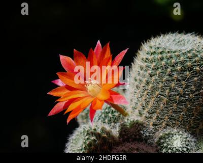 Rote Blüte des Rebutia Kaktus Stockfoto