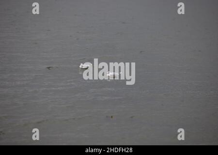 Zwei Seevögel auf der Wasseroberfläche. Stockfoto