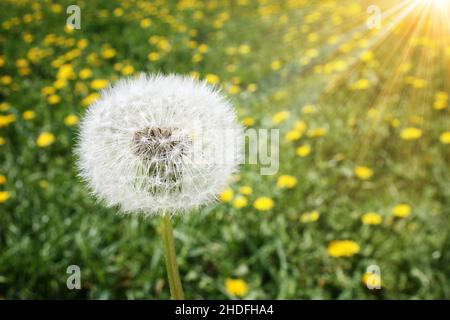 Löwenzahn, löwenzahn, löwenzahn, löwenzahn Stockfoto