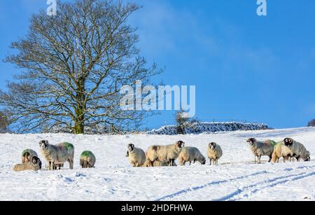 Winter in den Yorkshire Dales. Eine Schar von Swaledale Mutterschafen stand in tiefem Schnee, der nach vorne mit hellblauem Himmel im Hintergrund zugewandt war. Swaledale Schafe sind eine harte Stockfoto