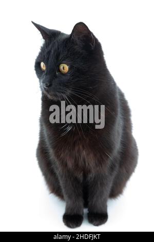 Katze, schwarze Katze, Katzen, schwarze Katzen Stockfoto