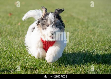 Liebenswert schwarz und weiß havanese Welpen laufen. Stockfoto