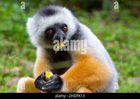 Fütterung, Diademed Sifaka, Fütterung, Fütterung Stockfoto
