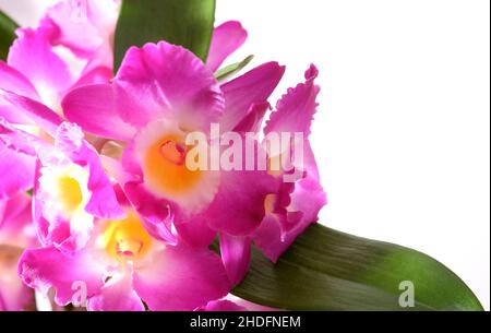 Nahaufnahme von bunten rosa Orchideenblumen auf weißem Hintergrund Stockfoto