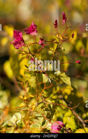 Frühes Frühjahr Blume Hintergrund. Stockfoto