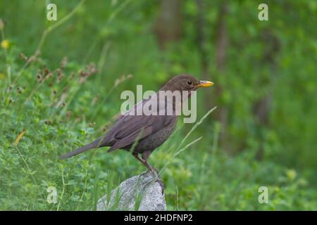 amsel, Weibchen, Amseln, Weibchen Stockfoto