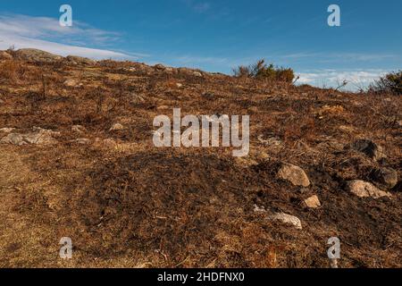 Verbranntes Gras auf einem Hügel im Herbst Stockfoto