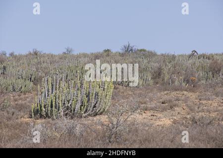 - Stellispina Noors (Euphorie) wachsen in der Noorsveld, Jansenville, Südafrika Stockfoto