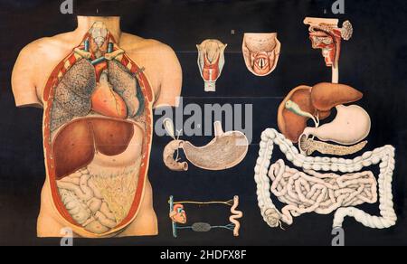 Grafik, Anatomie, Jahrgang, Vitalparameter, Grafik, Anatomien, Vintage-Print, Jahrgänge, Vital Stockfoto