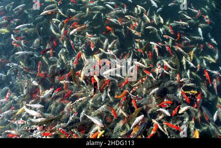 Koi oder genauer gesagt nishikigoi, sind farbige Sorten des Amur-Karpfens, die zu dekorativen Zwecken in Koi-Teichen im Freien oder im Wassergarten gehalten werden Stockfoto