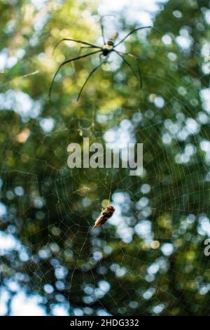 Eine Nahaufnahme einer goldenen Kugelweberspinne, die sich einer Biene nähert, die auf ihrem Netz festsitzt. Nephila pilipes, nördlicher Goldener Reichsapfel-Weber oder riesiger Goldener Reichsapfel-Weber Stockfoto