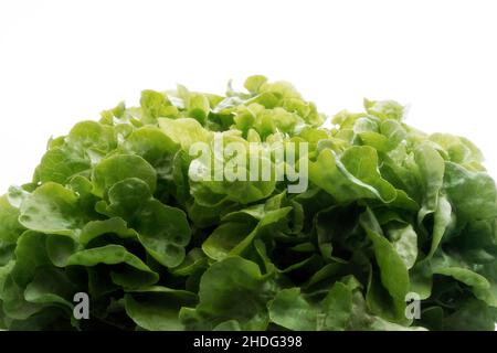 Salat, Blattsalat, Salat, Blattsalat Stockfoto