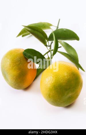 clementine, unreif, Clementine, unripes Stockfoto