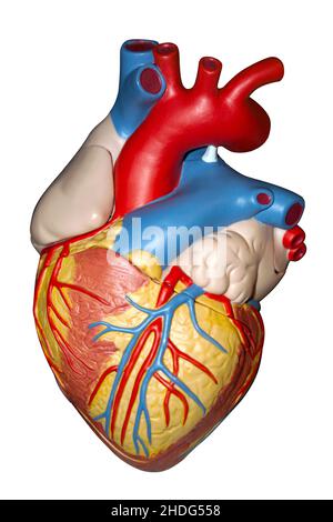 Medizin, Herz, Anatomie, Medizin, Herzen, Anatomien Stockfoto