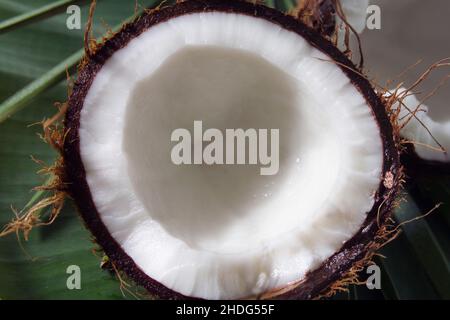 Kokosnuss, Kokosmark, Kokosnüsse, Kokosnussmarken Stockfoto