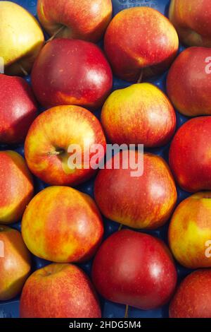 apfel, jonagold, Äpfel, Jonagolds Stockfoto